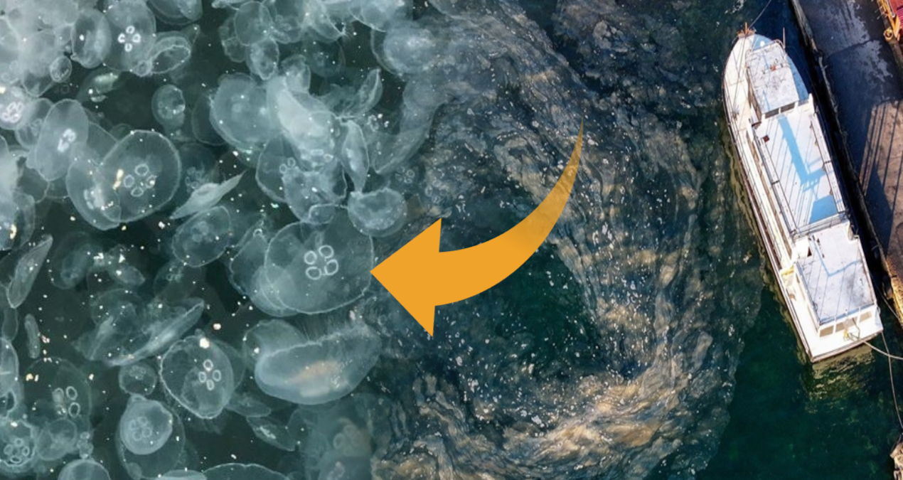 marmarayi deniz analari sardi felaketin canlari caldi vDPZjeFI