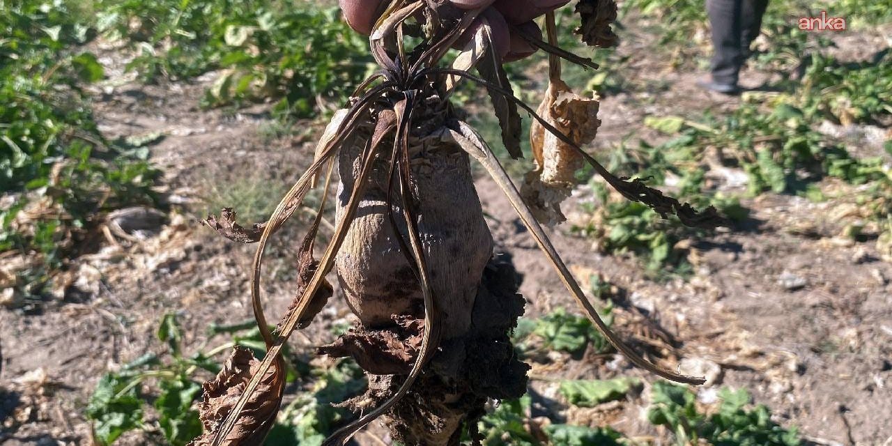 pancarin tadi kacti elde var sifir tdXxSfO4