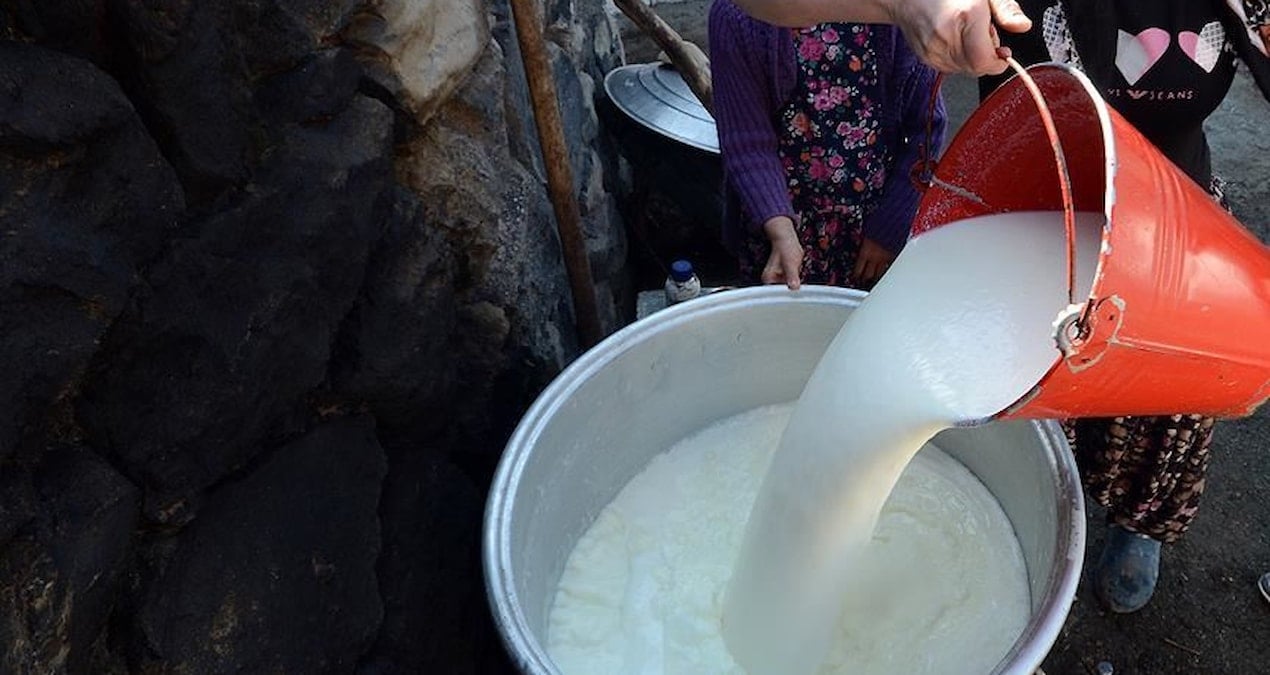 inek sutu uretimi agustosta azaldi cTAx82zD.jpg